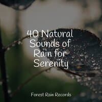 40 Natural Sounds of Rain for Serenity