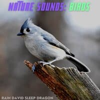 Nature Sounds: Birds