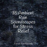 35 Ambient Rain Soundscapes for Stress Relief