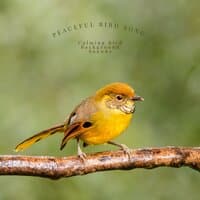 Peaceful Bird Song