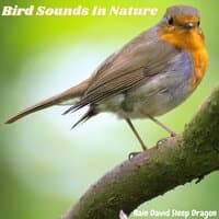 Bird Sounds in Nature