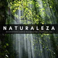 Naturaleza: Reconfortantes Sonidos Relajantes Para La Mente Y El Alma