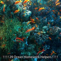 29 Ocean Homework Helpers