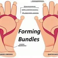 Forming Bundles