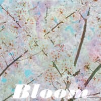 Bloom