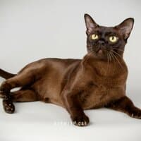 Burmese Cat