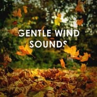 Gentle Wind Sounds: 1 Hour of Pure Relaxation to Calm Down Asmr