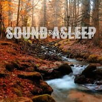 Sound Asleep: Dusk Ambience at the Black Forest in Germany