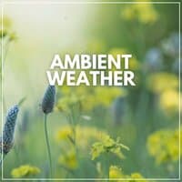 Ambient Weather