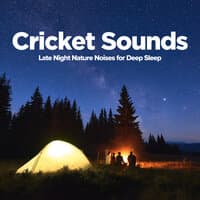 Cricket Sounds: Late Night Nature Noises for Deep Sleep