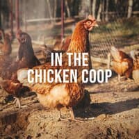 In the Chicken Coop: Enjoy the Natural Sound of Happy Chickens in Their Environment, White Noise to De-Stress