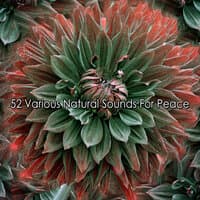 52 Various Natural Sounds for Peace