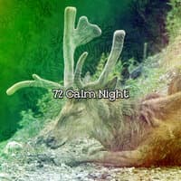 72 Calm Night