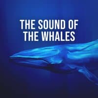 The Sound of the Whales: Feel the Meditative Power of the Largest Marine Mammals in the World, White Noise to Visualise