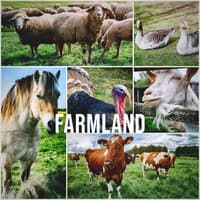 Farmland: Natural Soundscape of a Farm at the Countryside, White Noise Against Stress