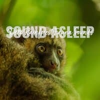 Sound Asleep: Deep Rainforest Fauna Sounds