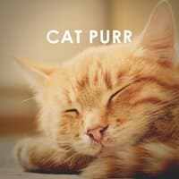 Cat Purr: 1 Hour Asmr Sound for Sleep, Study and Concentration