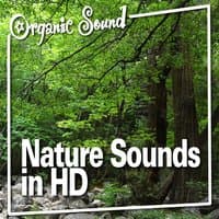 Nature Sounds in Hd