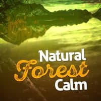 Natural Forest Calm