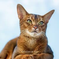 Abyssinian Cat