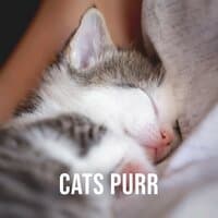 Cats Purr on Lap, Pt. 6