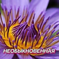 НЕОБЫКНОВЕННАЯ