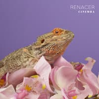 Renacer