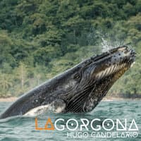 La Gorgona