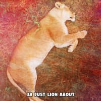 38 Just Lion About