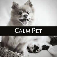 Calm Pet - Instrumental Mellow Music and Calming Down Nature Sounds to Relax Your Dog & Cat When They Are Alone at Home