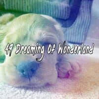 49 Dreaming Of Wonderland