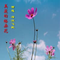 美丽的格桑花