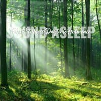 Sound Asleep: Forest Stillness Daytime Ambience