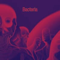 Bacteria