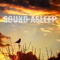 Sound Asleep: Evergreen Forest Birds Singing Ambience 2