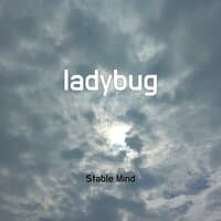 ladybug