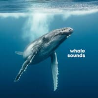 Whale Sounds