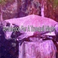 Ambience For A Tranquil Night