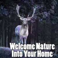 Welcome Nature Into Your Home