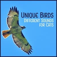 Unique Birds - Different Sounds for Cats