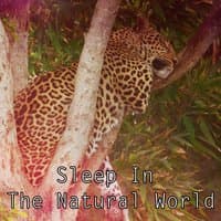 Sleep In The Natural World