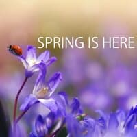 Spring is Here - Soft and Relaxing Sounds of Nature Music Playlist for Spring Equinox