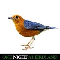 One Night at Birdland