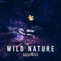 Wild Nature Sounds – American Nature Sounds, Native American Flute, Natural Life Music
