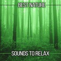 Best Nature Sounds to Relax – Soothing Sounds, Forest Relaxation, Free Time, New Age Music