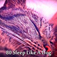 80 Sleep Like A Dog