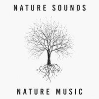 Nature Sounds Nature Music