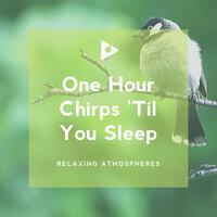 1 Hour Chirps 'Til You Sleep