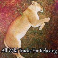 All Wild Tracks For Relaxing