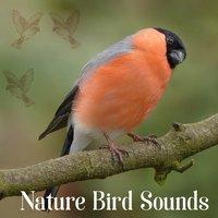 Nature Bird Sounds – Calm Down, Relaxing Sounds, Soothing Music, Time for Break, Peaceful Mind